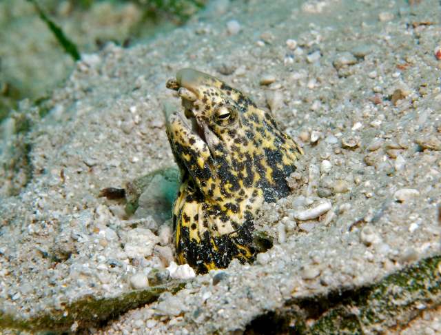 Callechelys marmorata (Anguilla serpente marmorizzata)